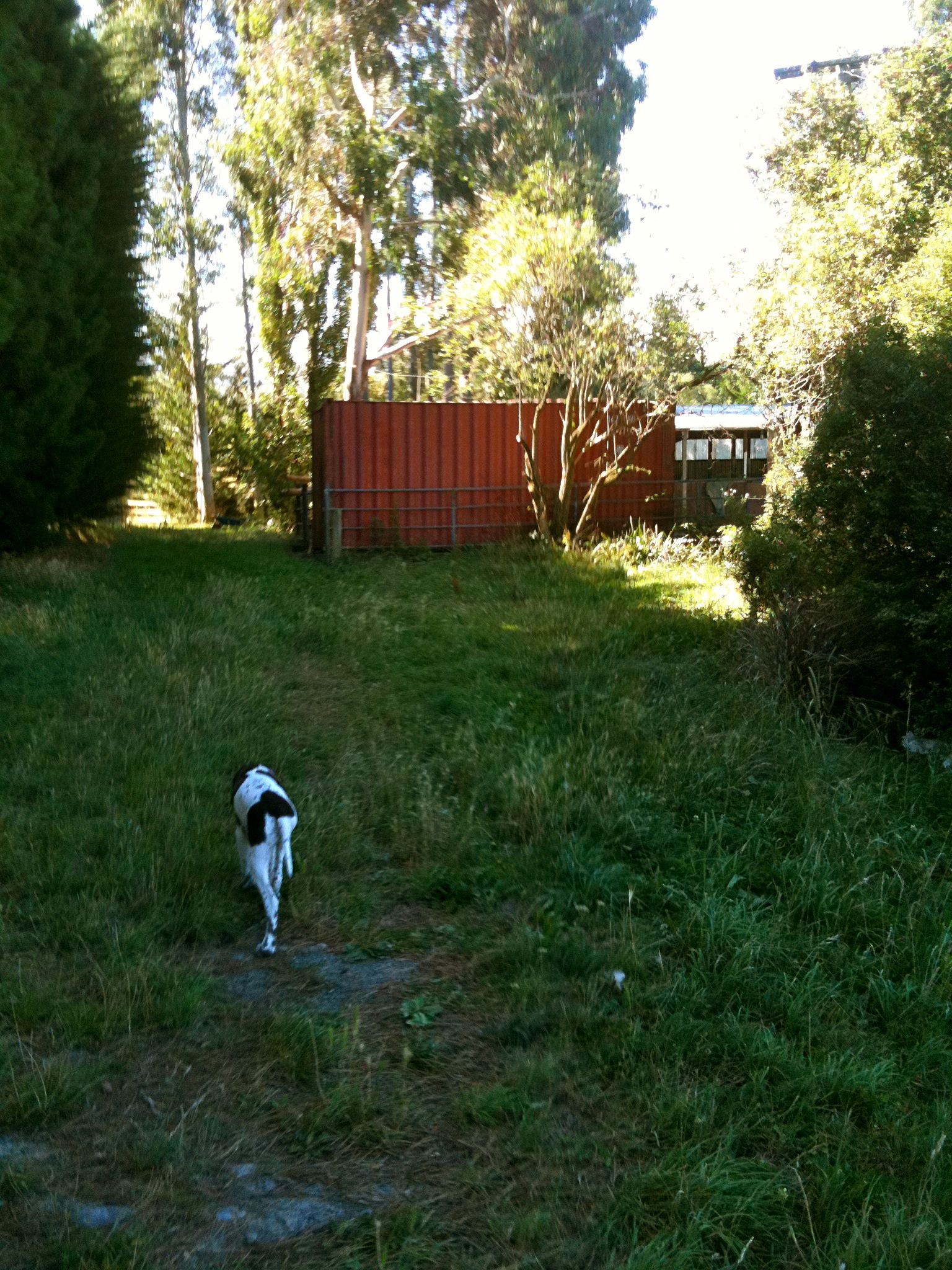 Zeph wonders if our container would make a good dog kennel.